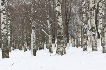 park winter trees and path