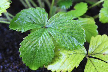 strawberries in a pot bush