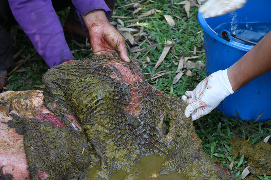 Necropsy cow disease diagnosis