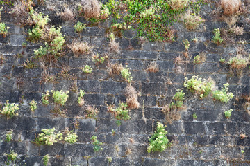 Old wall of a castle