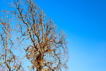 Decorative tree trimmed into flat shape