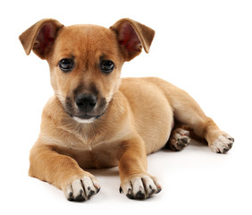 Obraz premium Puppy isolated on white