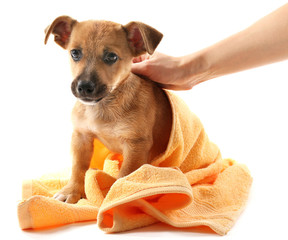 Puppy with towel isolated on white