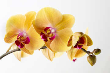 Schöne gelbe Orchidee auf dem weißen Hintergrund.