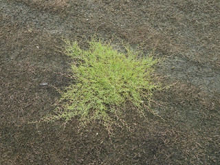green grass and dry grass on the ground