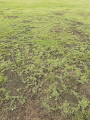 green grass and dry grass