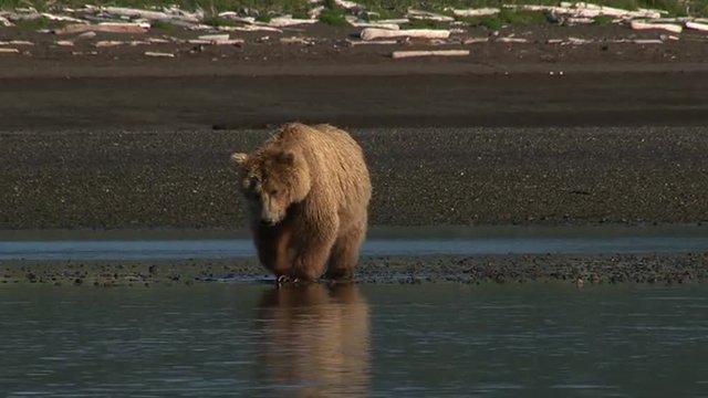 Grizzly Bear (Ursus arctos horribilis) walking around  at Katmai estuary