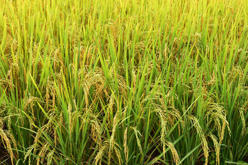 close up of ripening rice in a paddy field