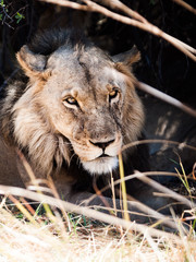 Portrait of male lion lying in the grass