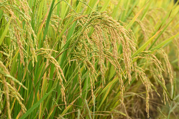 close up of ripening rice in a paddy field
