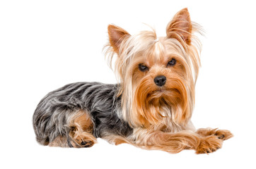 Portrait of Yorkshire terrier, side view