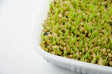 Wheat sprouts