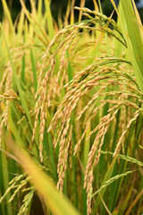 close up of ripening rice in a paddy field