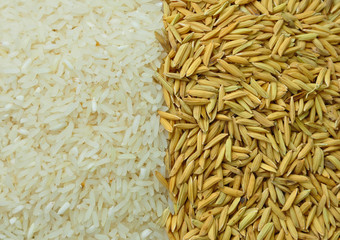 Rice & Paddy
