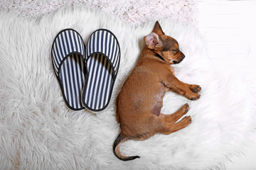 Cute puppy sleeping on carpet at home