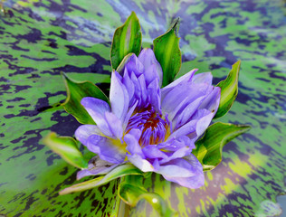 A beautiful  waterlily or lotus flower