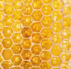 Honeycomb. High-quality picture.