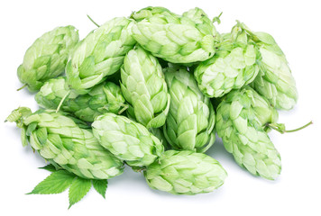 Fototapeta premium Hop cones. Isolated on white background.