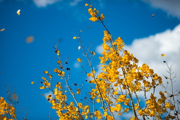 Yellow Aspen Leaves flying off the tree