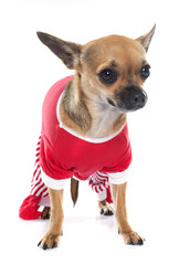 dressed chihuahua in studio