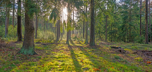 Pine forest in sunlight in autumn
