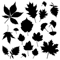 Leaves silhouette vector