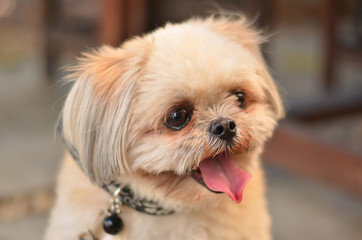dog happy pet home smile cute face animal