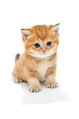 Little kitten breed British