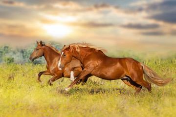 Fototapeta premium Two red horse
