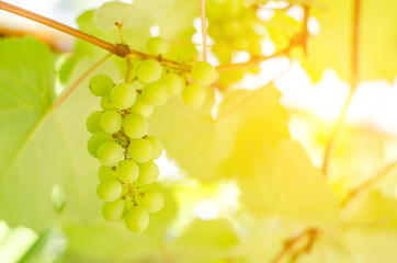 bunches grapes sweet hang from a vine