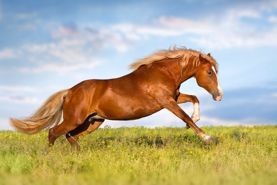 Red horse