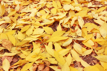 Colourful autumn leaves background, close up
