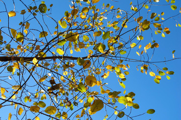 Leuchtende Herbstblätter vor blauem Himmel