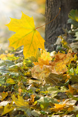 Image of leaves in the autumn park close-up