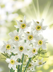 image of white beautiful flowers in the garden closeup