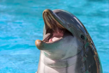 Photo sur Plexiglas Dauphin portrait de dauphin vous regarde