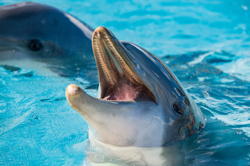 dolphin portrait looking at you