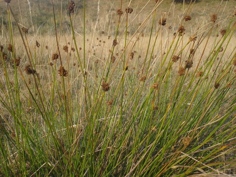 Juncus effuses plant