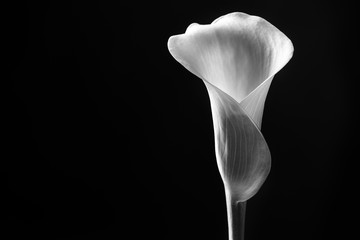 Close up calla lily - Powered by Adobe