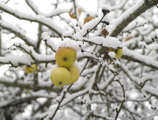 Early Frost And Apples