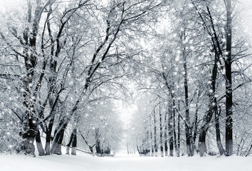 Winter scenery, snowstorm in park - obrazy, fototapety, plakaty