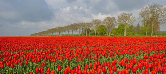 Bulb fields with tulips in spring 