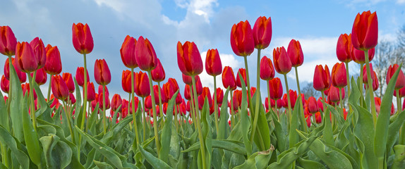 Bulb fields with tulips in spring 