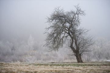 Winter landscape with a tree in frost