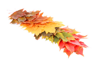 Autumn maple leaves, isolated on white