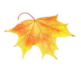Autumn maple leaf, isolated on white