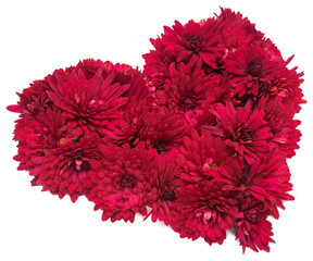 Red heart from chrysanthemum flowers