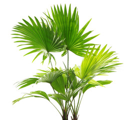 Palm tree (Livistona Rotundifolia), isolated on white
