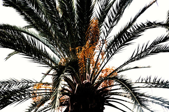 Dates on a palm tree