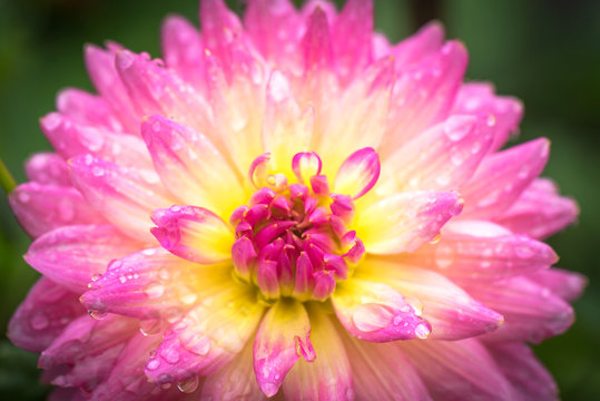 Close-up Beautiful pink dahlia flower
